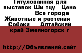 Титулованная для выставок Ши-тцу › Цена ­ 100 000 - Все города Животные и растения » Собаки   . Алтайский край,Змеиногорск г.